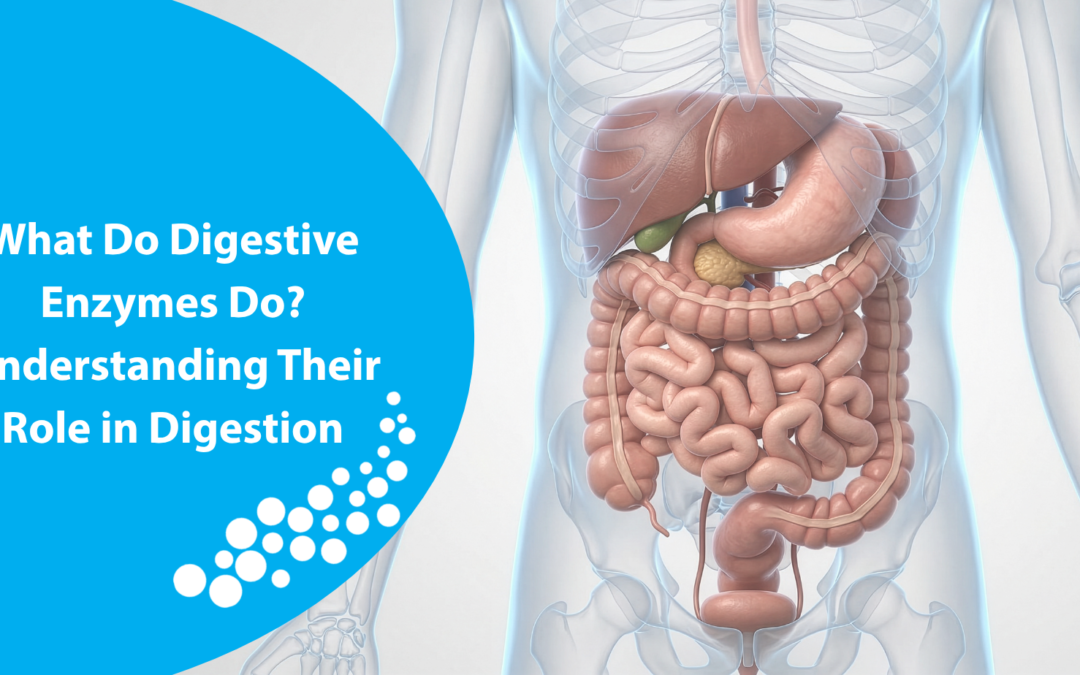 What Do Digestive Enzymes Do? Understanding Their Role in Digestion