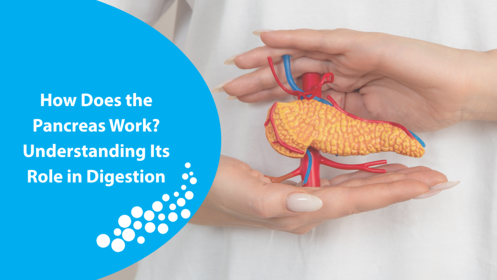 a diagram of a pancreas