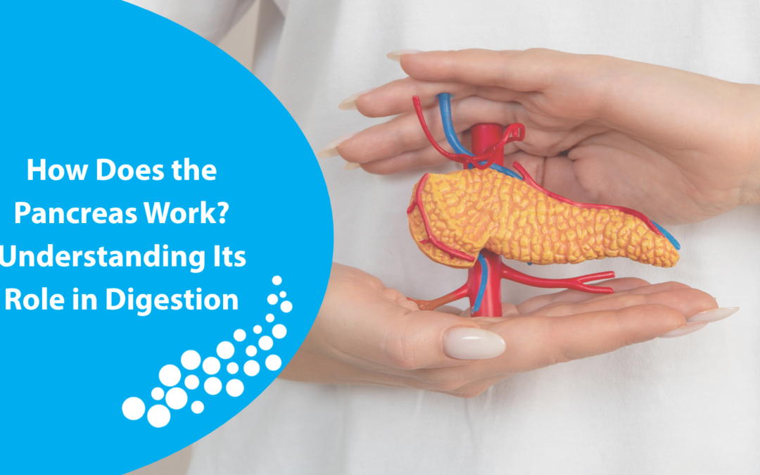 How Does the Pancreas Work? Understanding Its Role in Digestion